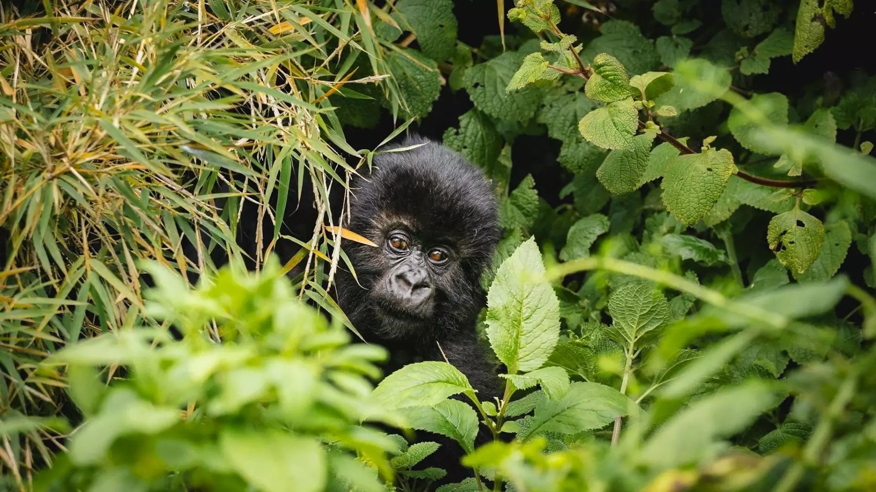 Esperanza en el Parque Virunga: Nuevo Nacimiento de Gorila de Montaña