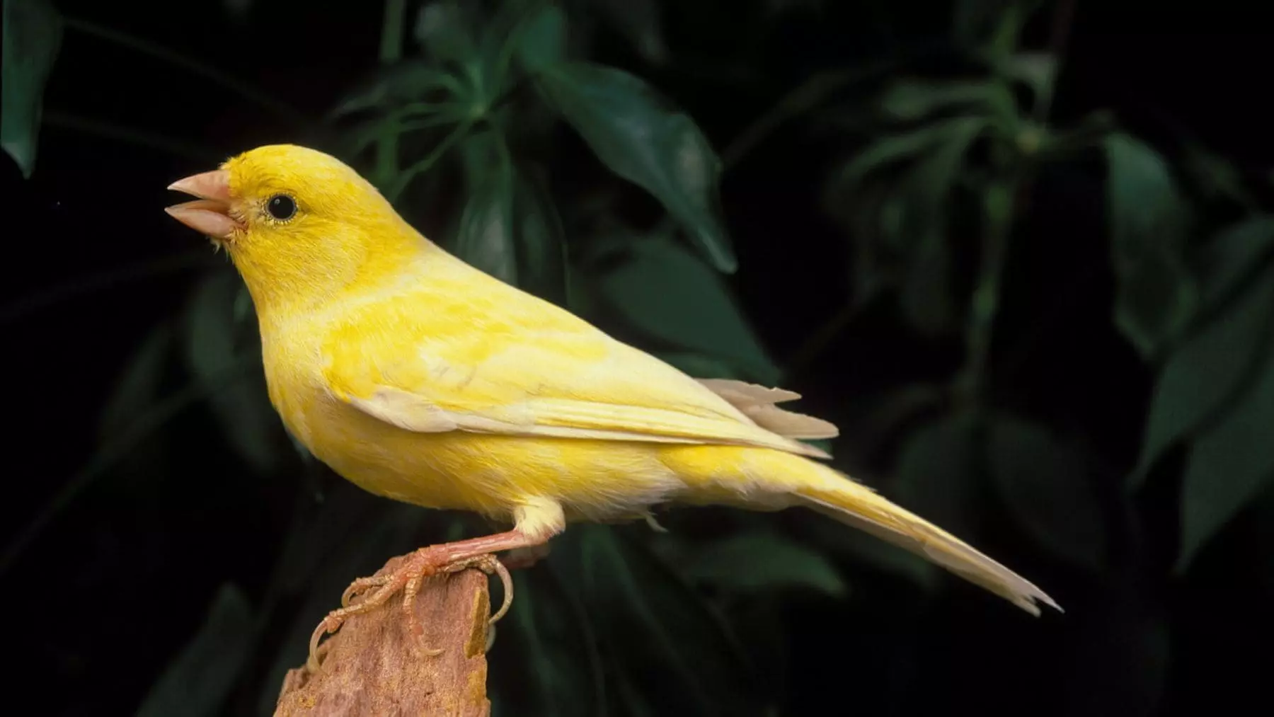 Descubren que el canto de los pájaros es clave para descifrar el lenguaje humano y los neurocientíficos estallan de emoción: un hallazgo inaudito