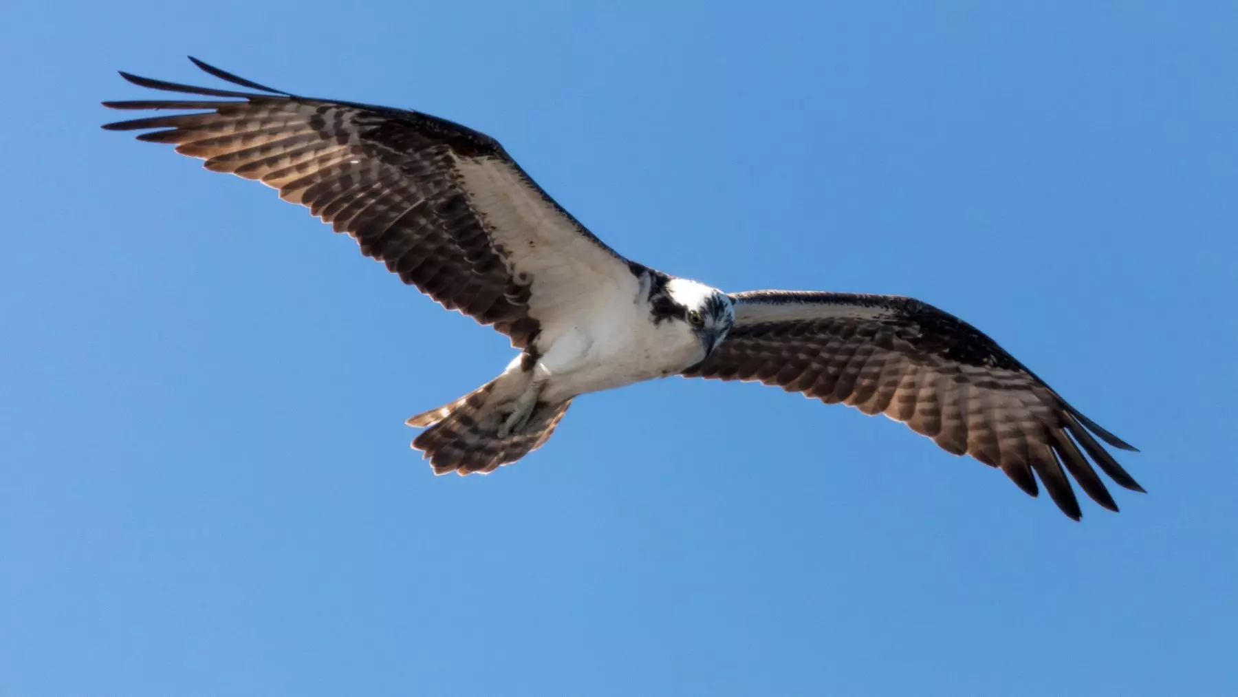 El Quebrantahuesos Renace en la Sierra de Ávila: Un Éxito en la Recuperación de Especies Amenazadas