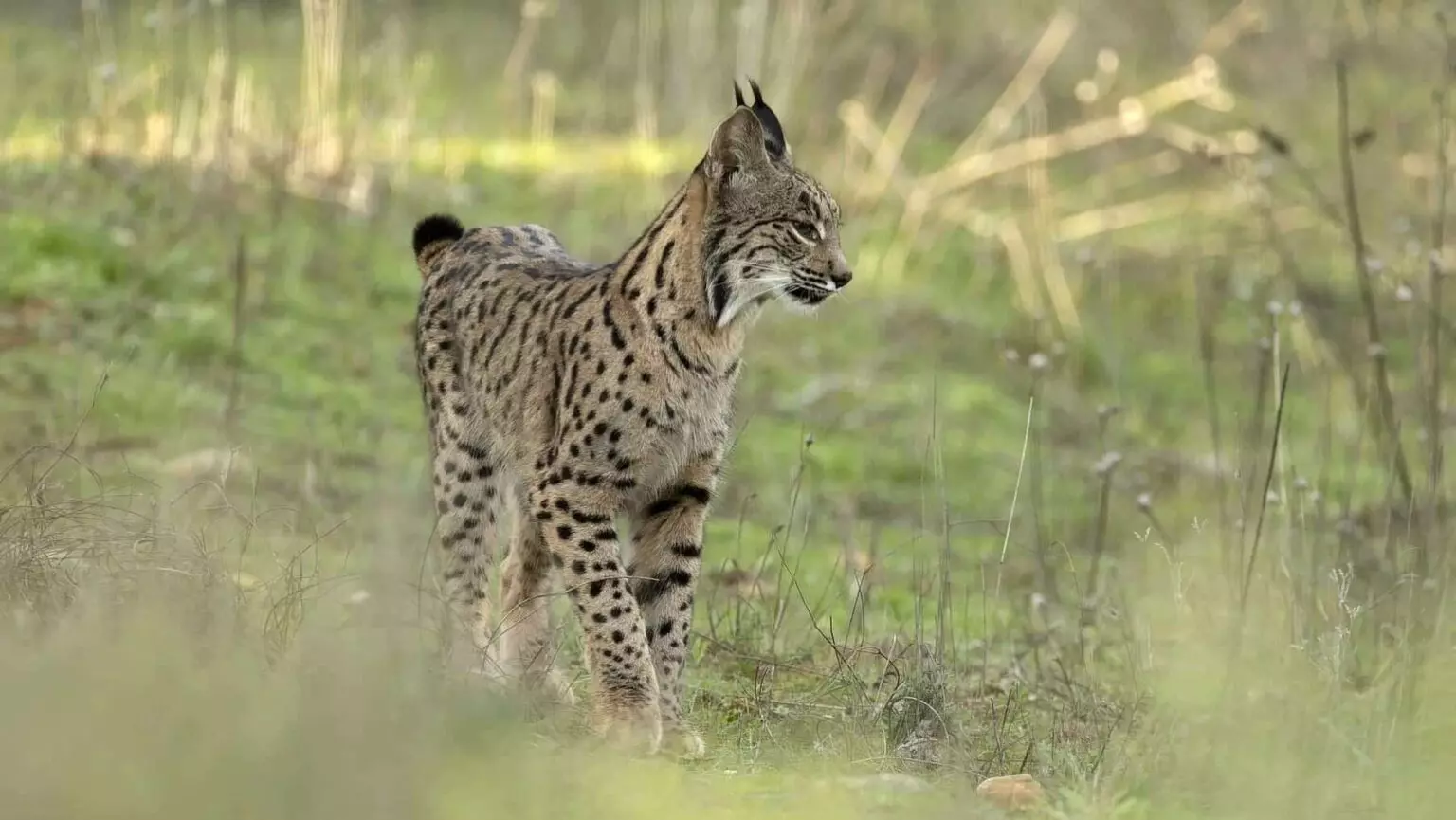 Andújar celebra el Mes del Lince Ibérico con actividades y turismo de naturaleza