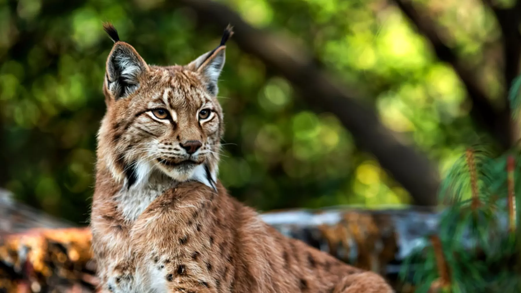 La notable recuperación del lince ibérico en la Península: un éxito de conservación con desafíos pendientes
