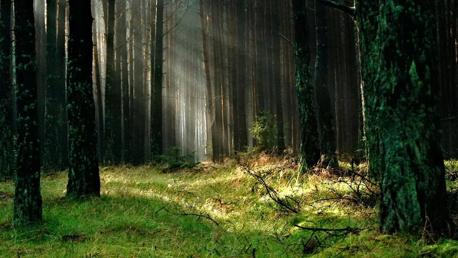 La Reforestación en Europa: Diseñando los Bosques del Futuro con Ciencia y Tecnología