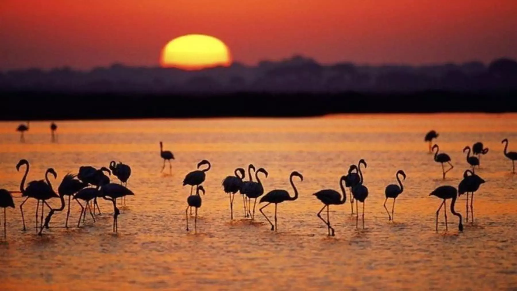 La Junta de Andalucía Impugna la Delimitación de Marismas en Doñana, Desatando un Debate Ambiental y Legal