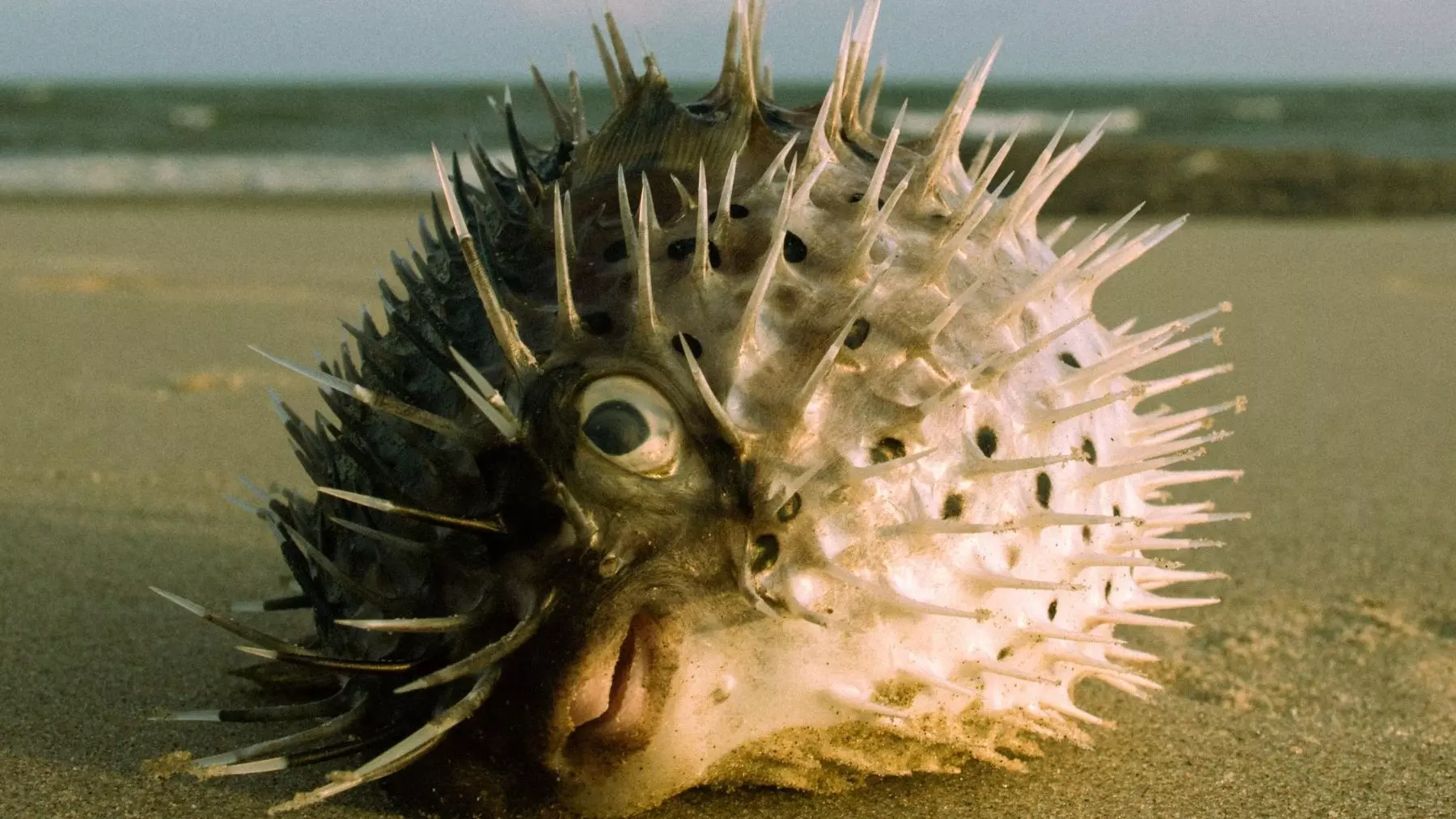 Hallan Especies Tropicales en Aguas Gallegas: Señales de la Tropicalización Oceánica