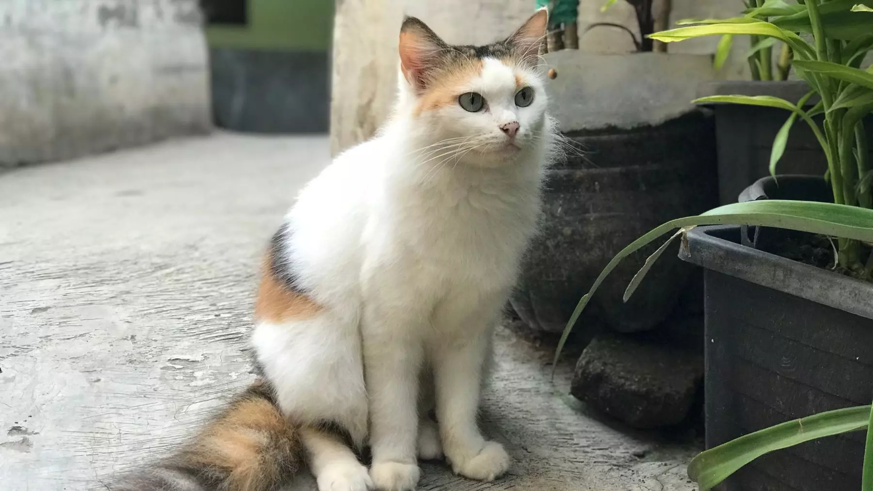 El Enigma Felino Revelado: La Ciencia Explica por Qué los Gatos Siempre Aterrizan de Pie