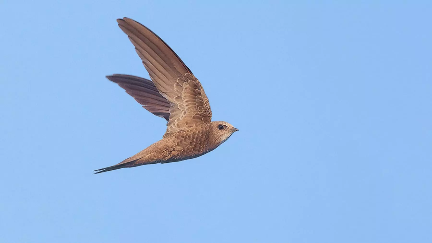 La Colonia de Vencejos de Córdoba en Peligro: Un Llamado Urgente a la Acción