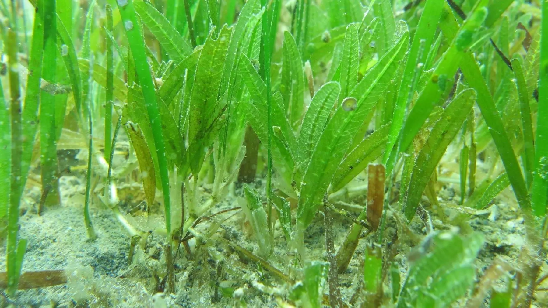 Descubrimiento de Nueva Especie Marina Invasora en las Costas Baleares