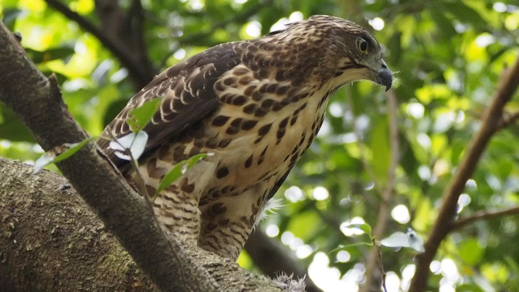 Los centros de recuperación de fauna silvestre de Galicia atienden a miles de animales de diversas especies