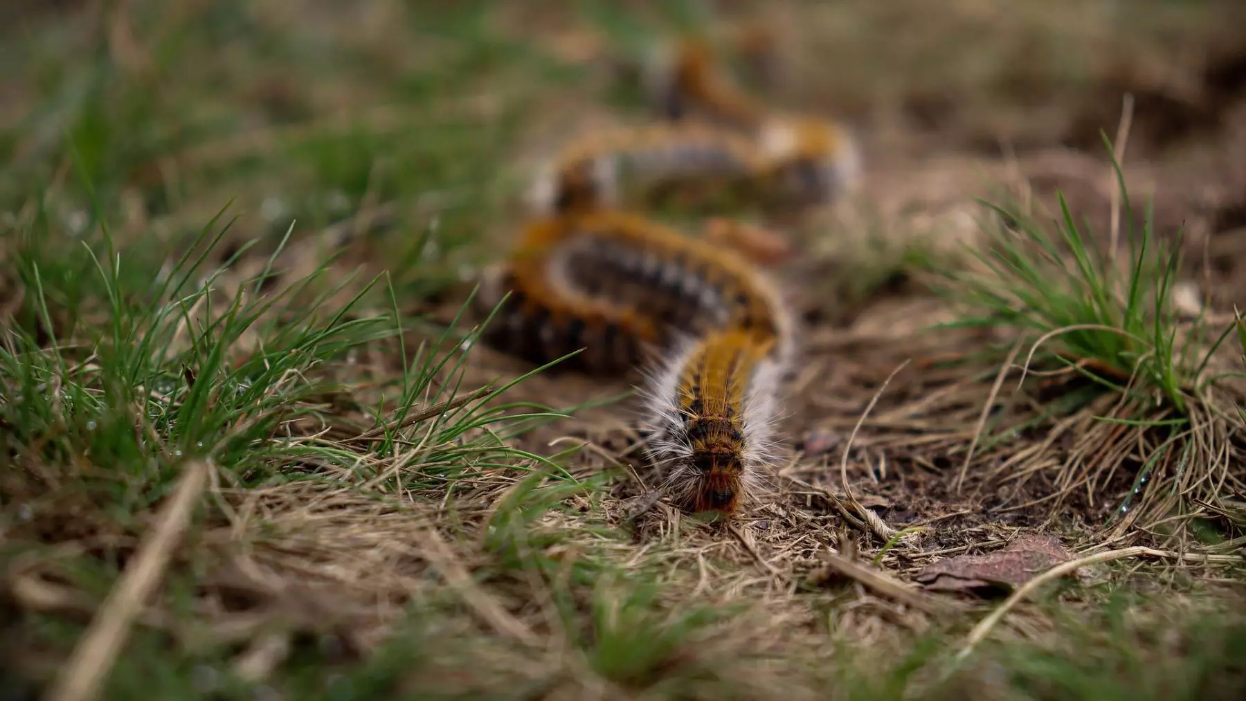 Depredación de la procesionaria del pino por carnívoros: un descubrimiento en Doñana