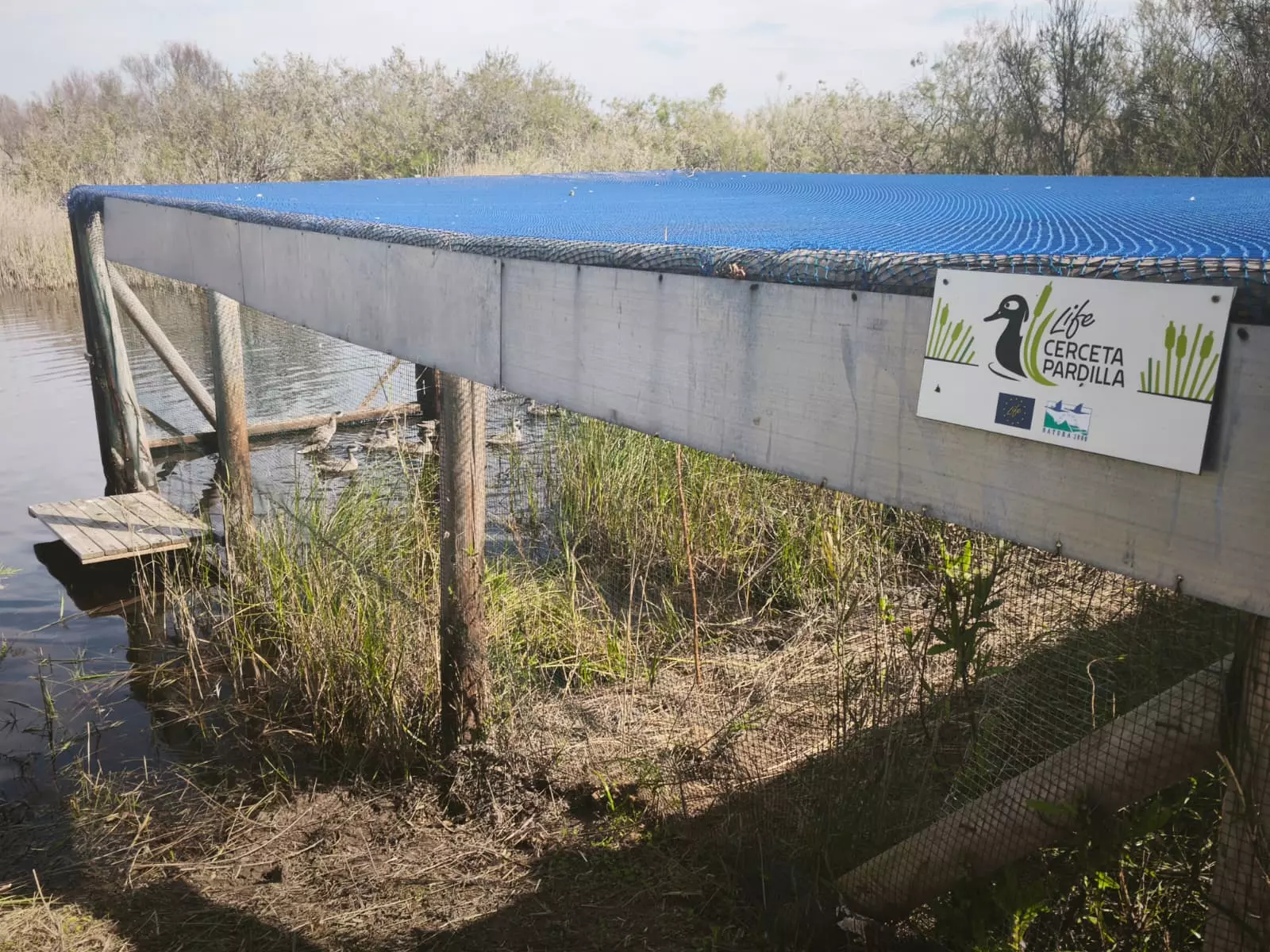 Un Futuro Prometedor para la Cerceta Pardilla, el Pato más Amenazado de Europa