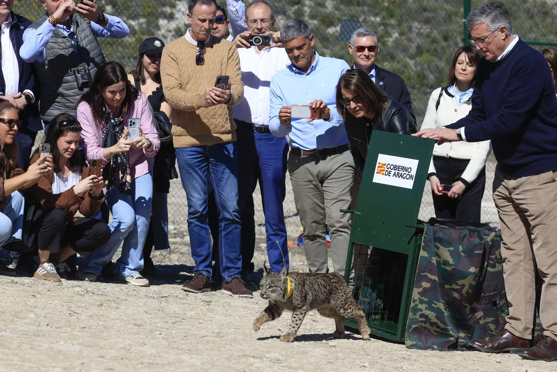 El Lince Ibérico Reaparece en Aragón Después de Casi Medio Siglo