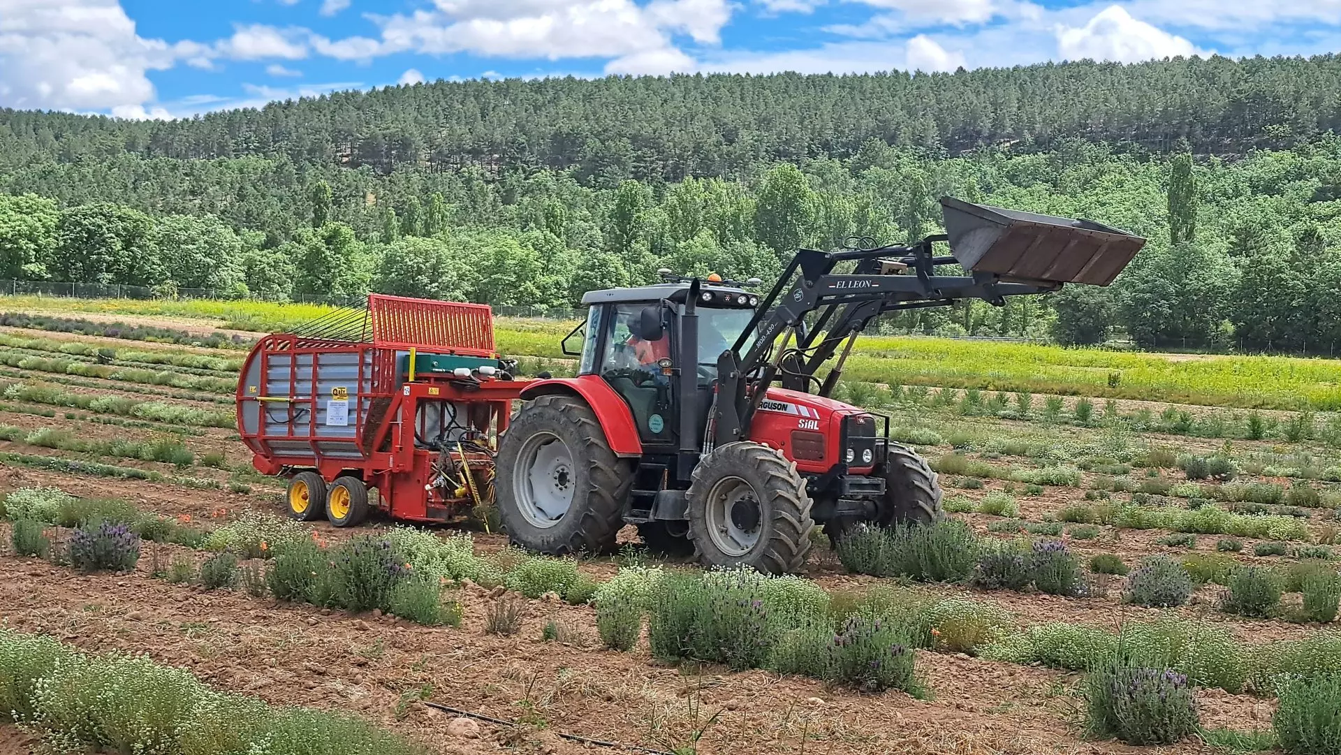 Los Aceites Esenciales: Un Balm para la España Rural y un Escudo contra Incendios