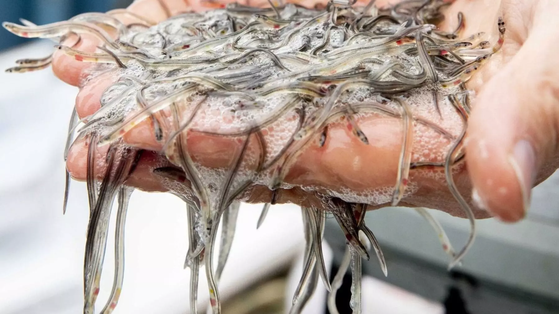 Desmantelada una red de tráfico de angulas en España y Francia con incautaciones de toneladas de ejemplares