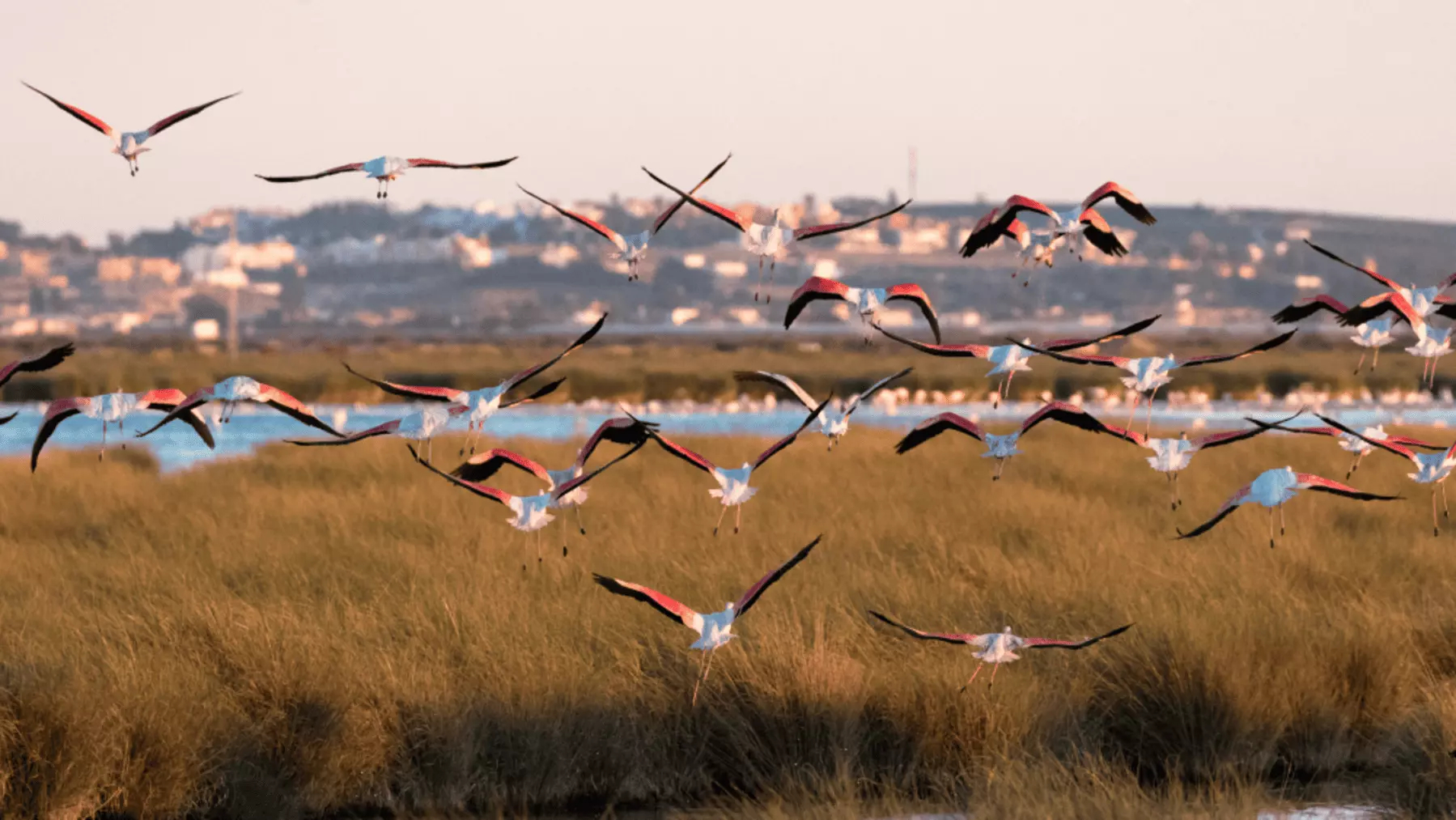 El Gobierno Busca Revitalizar la Laguna de La Janda: Un "Manual" Ecolgico para el Futuro