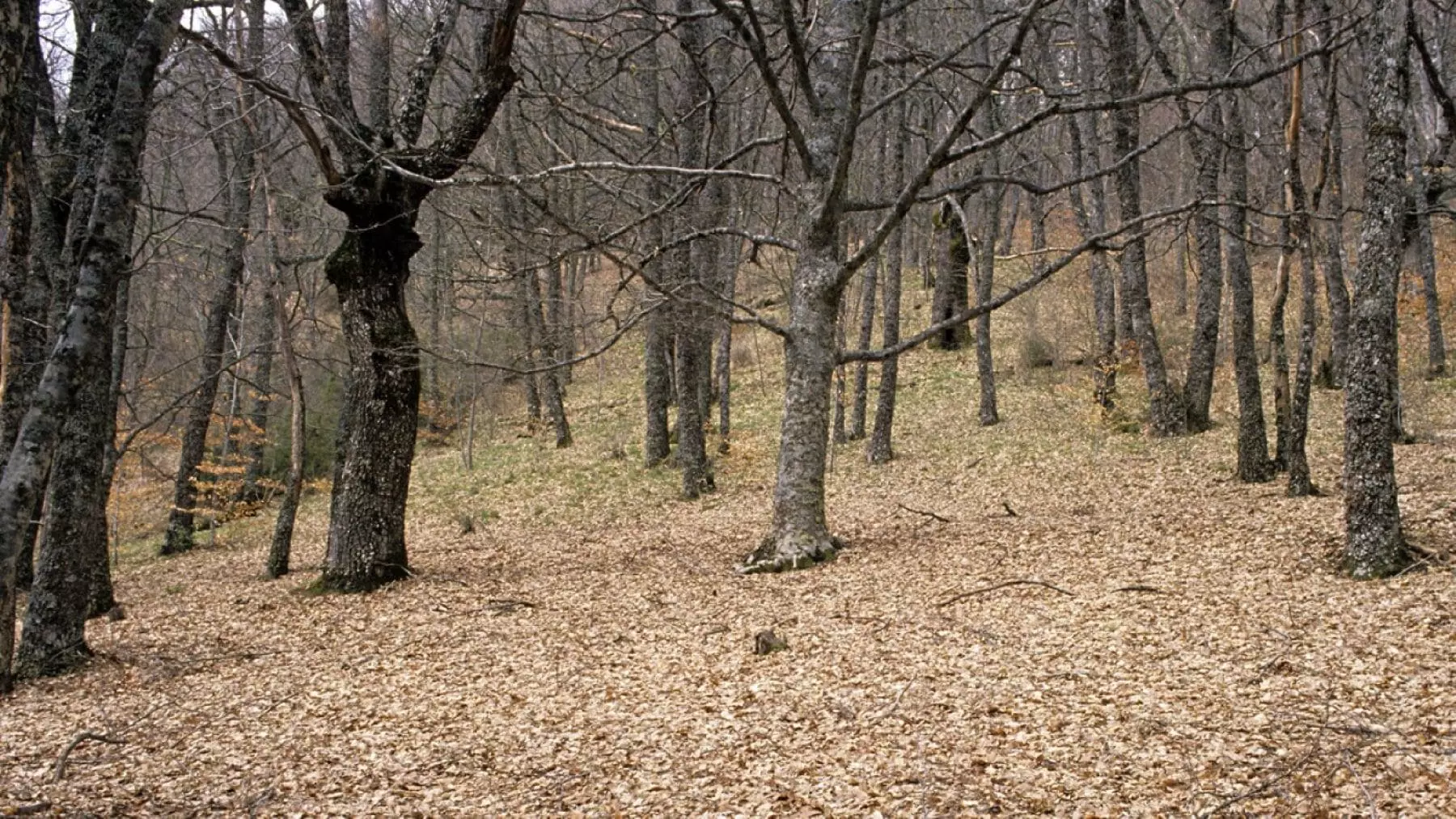 Madrid invertirá 160 millones para proteger sus áreas forestales y prevenir incendios hasta 2030