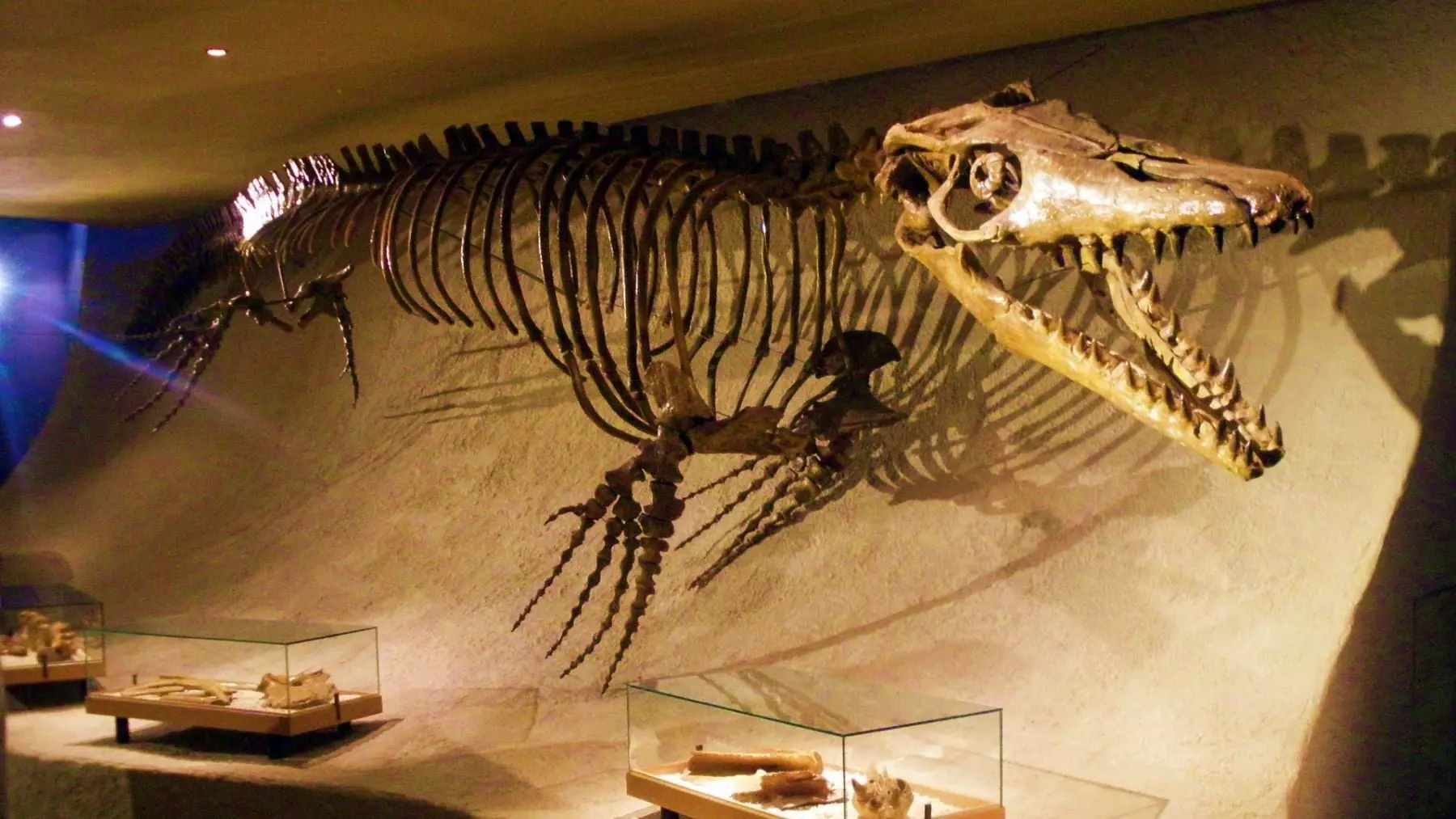 Hallazgo trascendental en Marruecos: Revelan un Mosasaurio colosal antes del fin del Cretácico