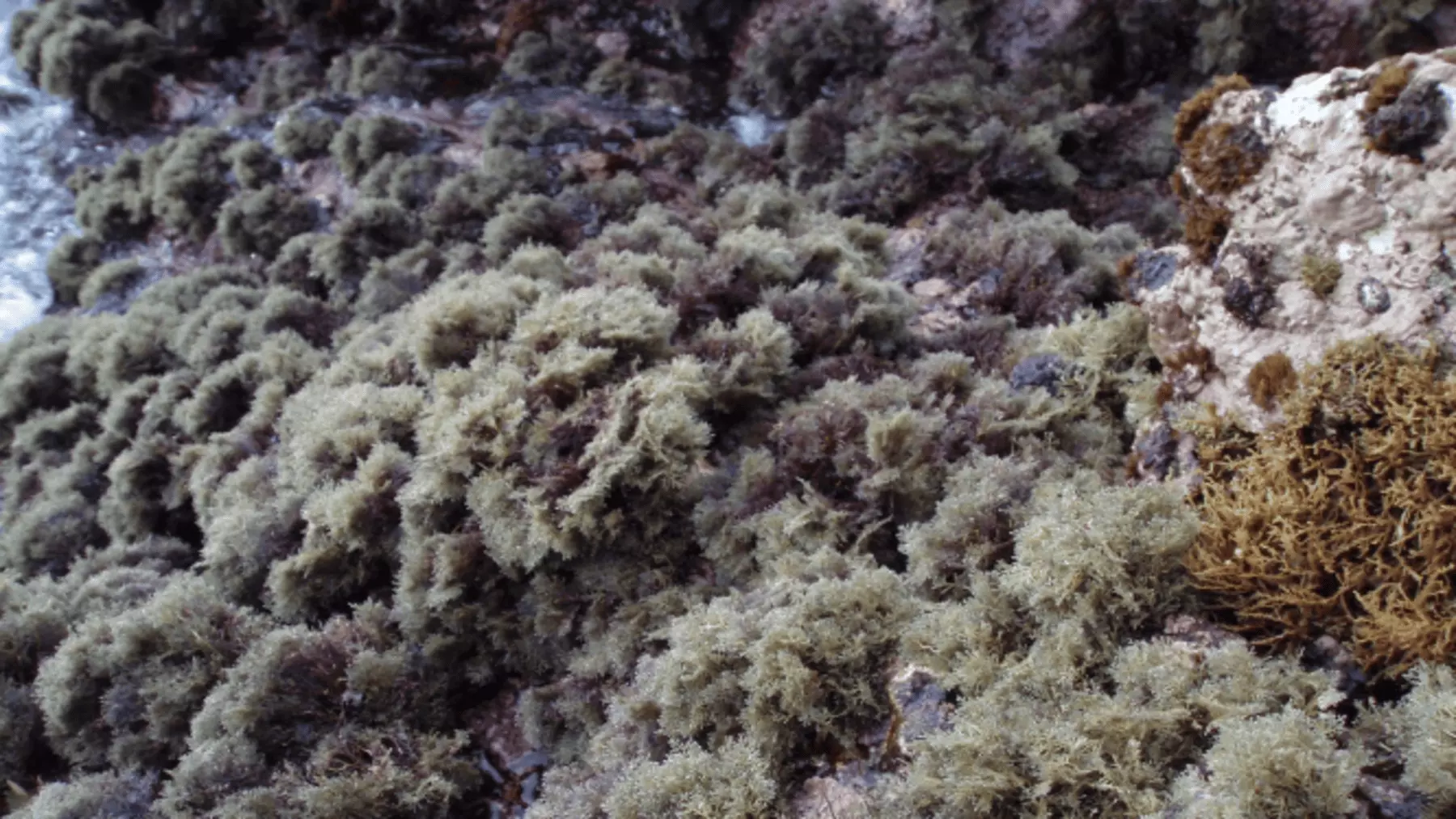 Investigación sobre el alga Gelidium canariense frente a la crisis climática