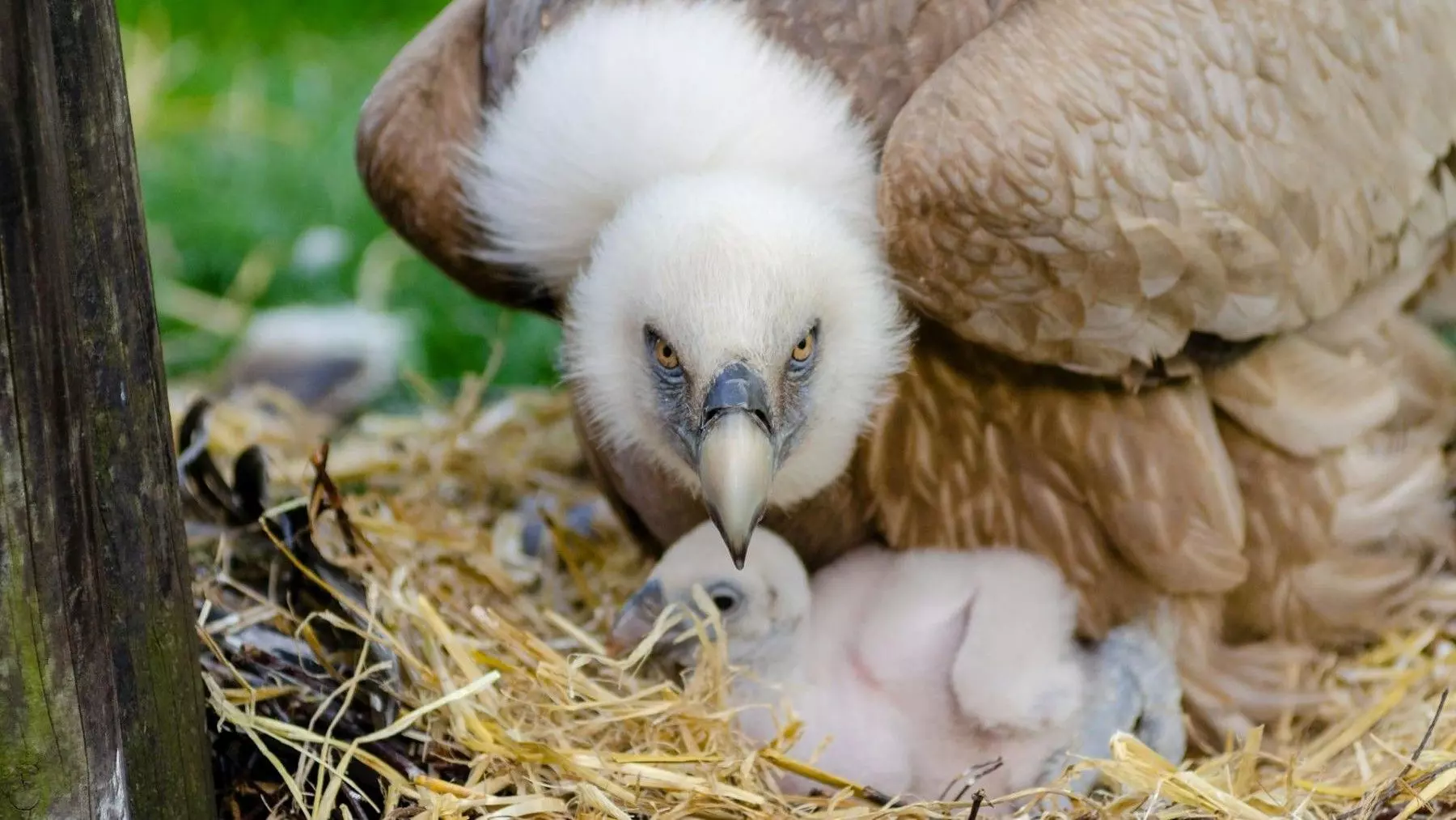 Esfuerzos voluntarios salvaguardan rapaces en el Parque Natural de Llevant