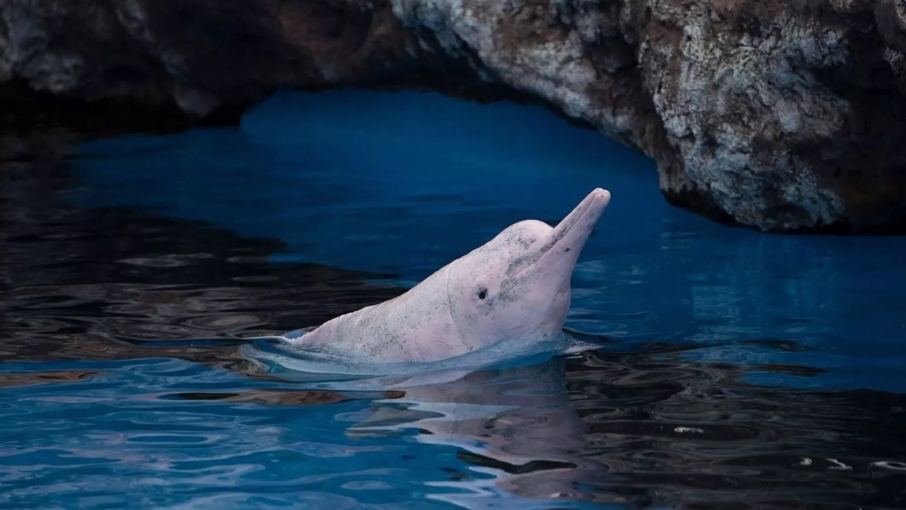 Contaminación Electrónica Amenaza a la Fauna Marina en Hong Kong