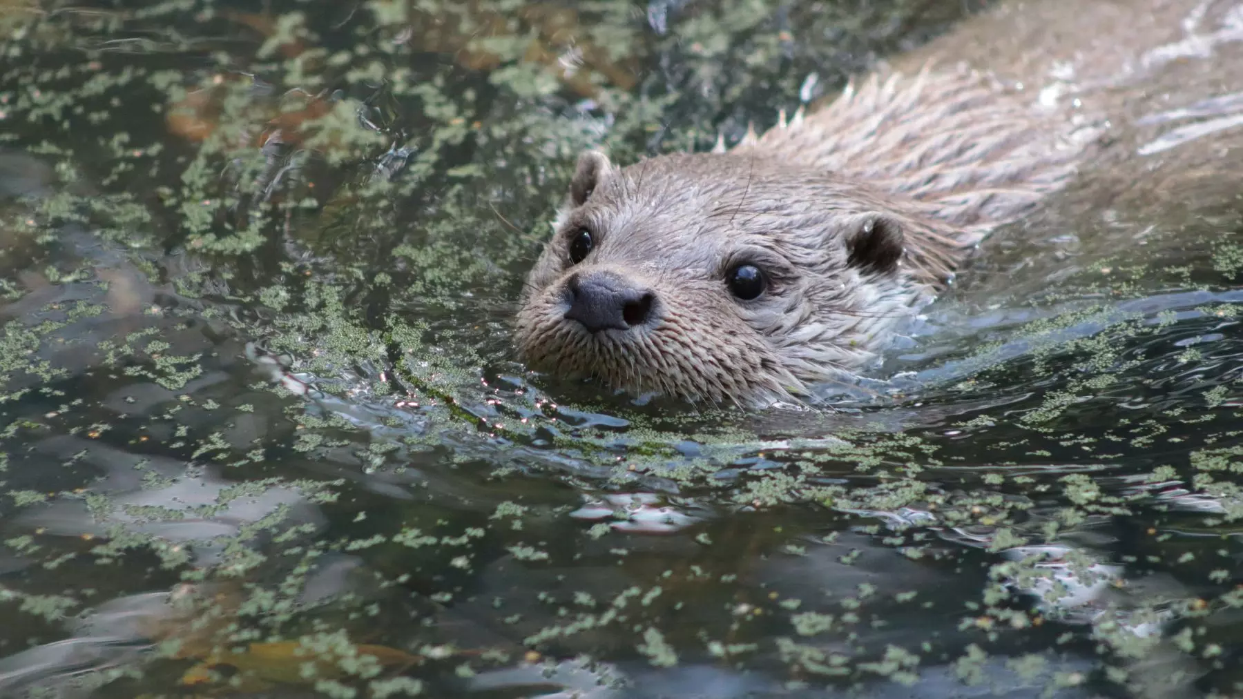 El Regreso Triunfal de la Nutria Europea al Río Manzanares: Un Símbolo de Recuperación Ambiental