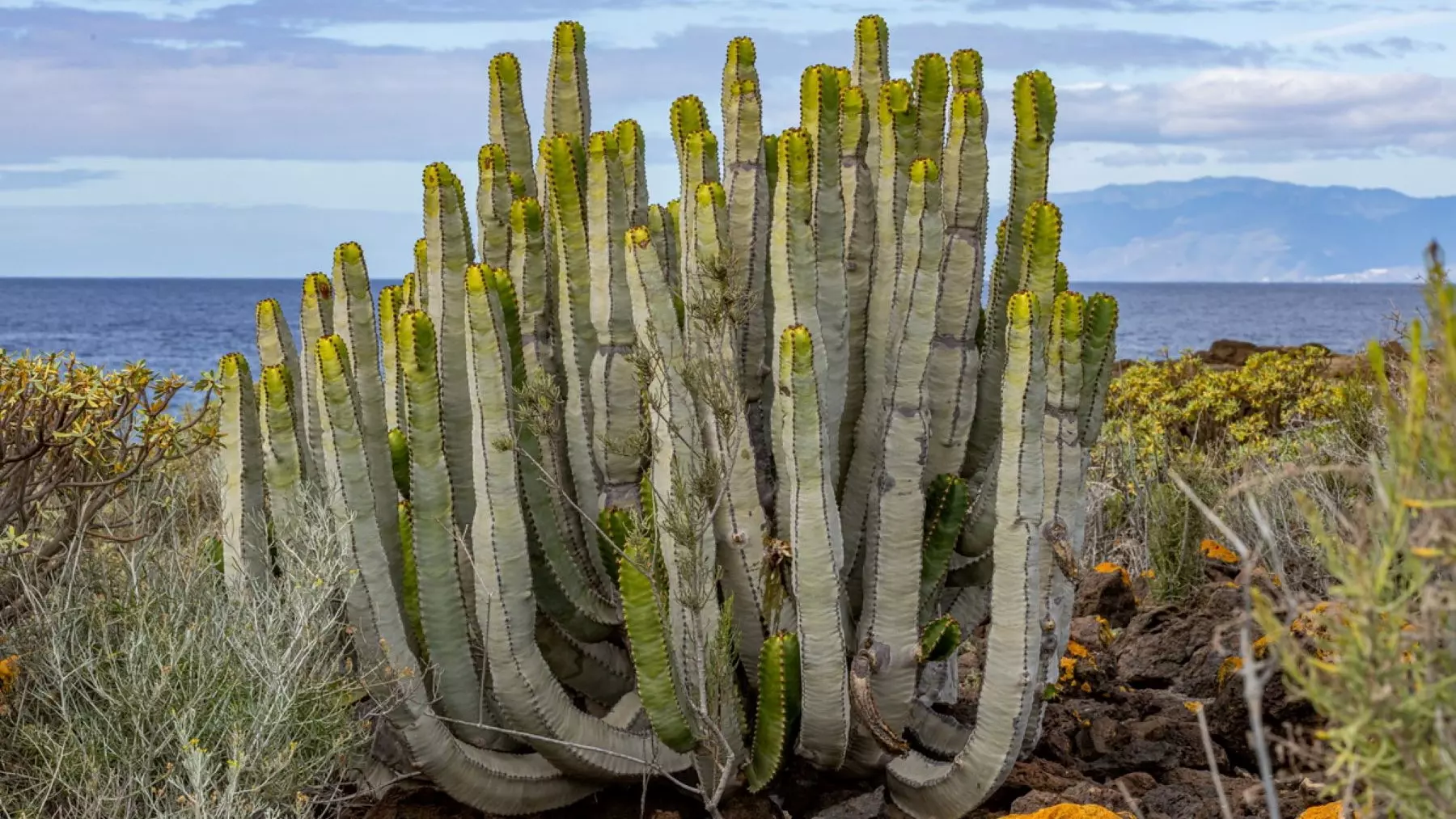 Descubrimiento de un Cardonal Fósil de 312.000 Años en Tenerife: Claves de la Evolución Vegetal