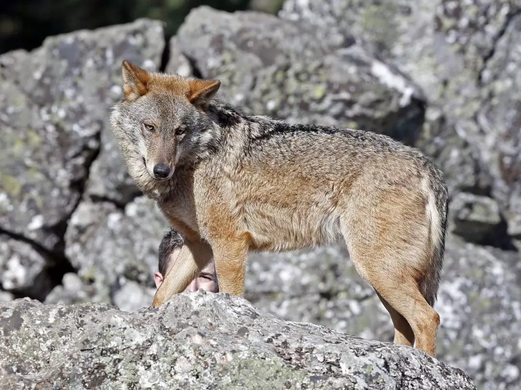 Cantabria y La Rioja intensifican la caza del lobo, en contraste con las anulaciones del Tribunal Supremo