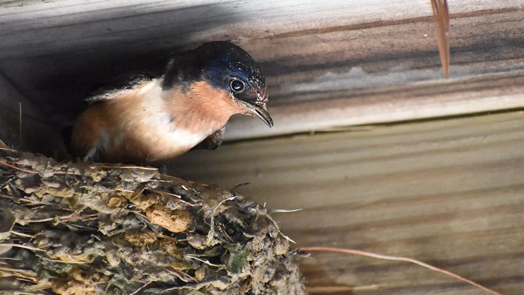 Anciano Multado con 200.000 Euros por Destrucción de Nidos de Golondrina Protegida