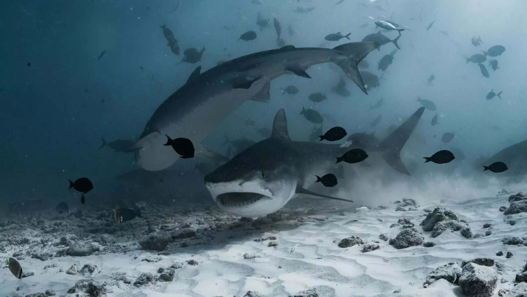 Tiburones Toro: Una Sociedad Submarina Tan Compleja Como la Humana