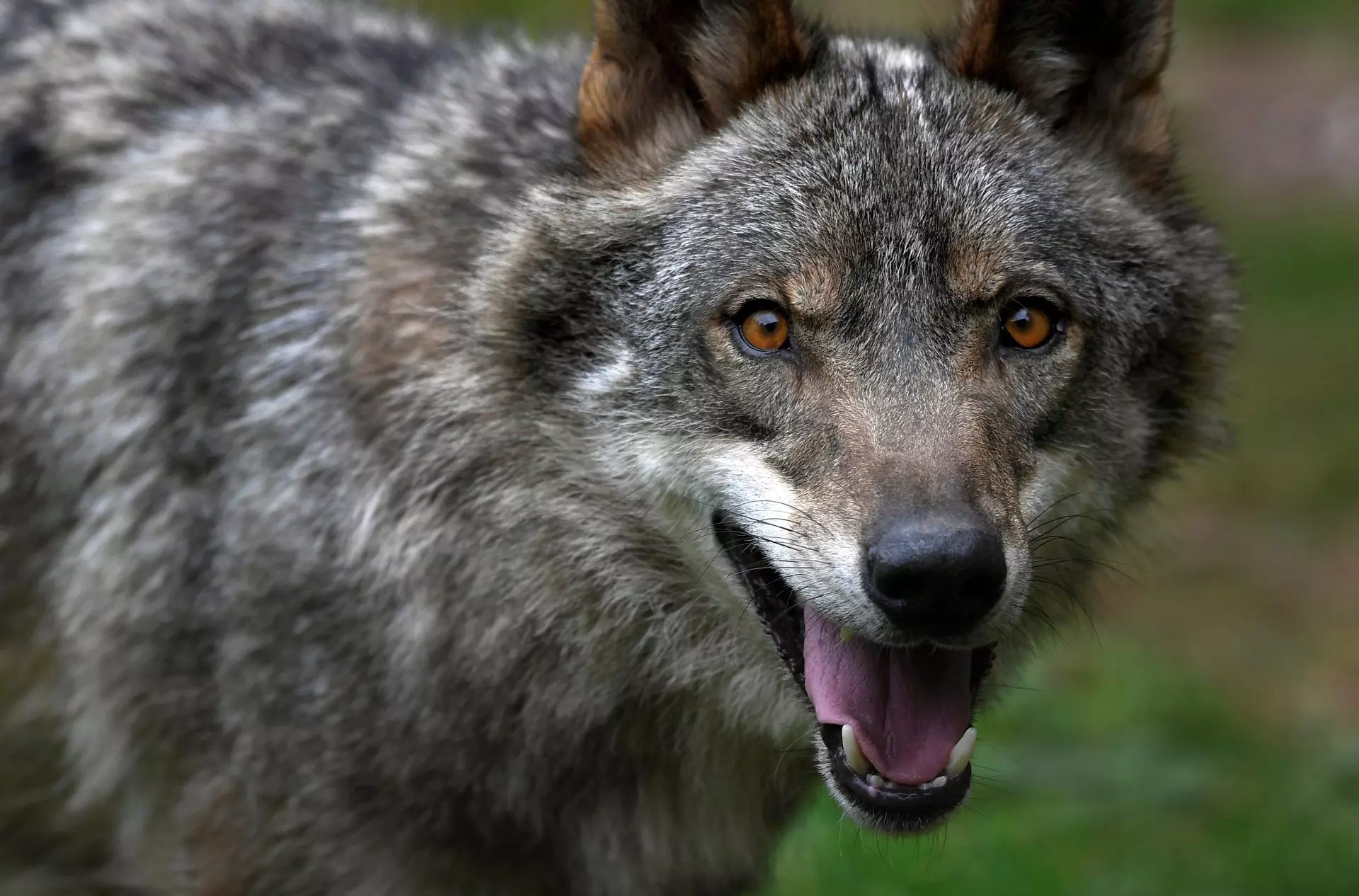 El lobo ibérico, una especie vulnerable en España según la UICN