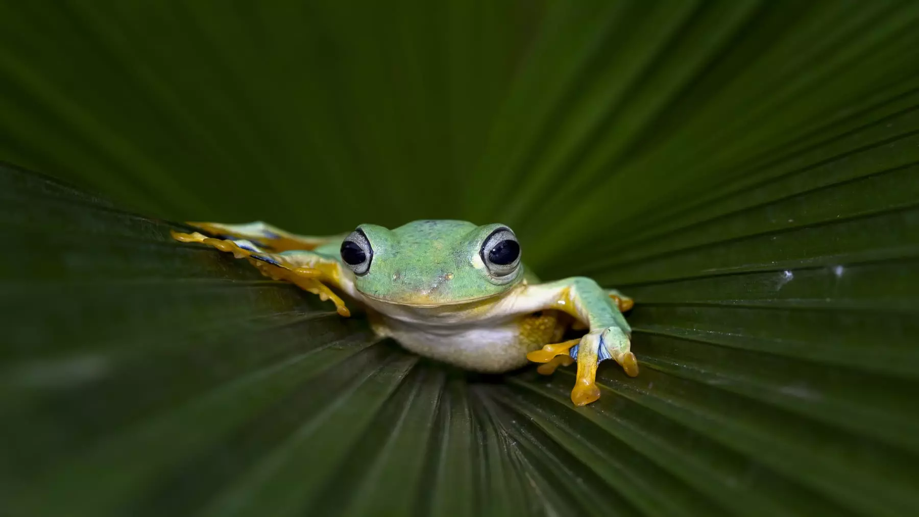 Día Mundial de la Rana: Contaminación, Enfermedades y Comercio Ilegal Amenazan a los Anfibios