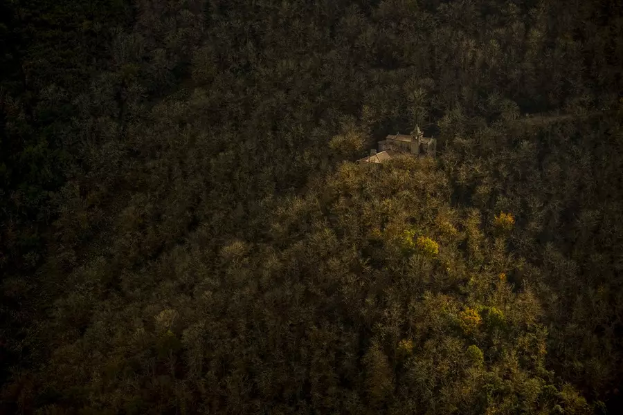 El Vital Papel del Sector Forestal Español: Motor Económico y Guardián Ambiental