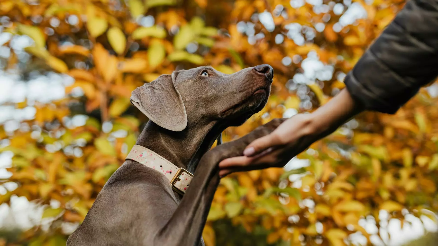 Descifrando el Lenguaje Canino: ¿Por qué tu Perro te da la Espalda?