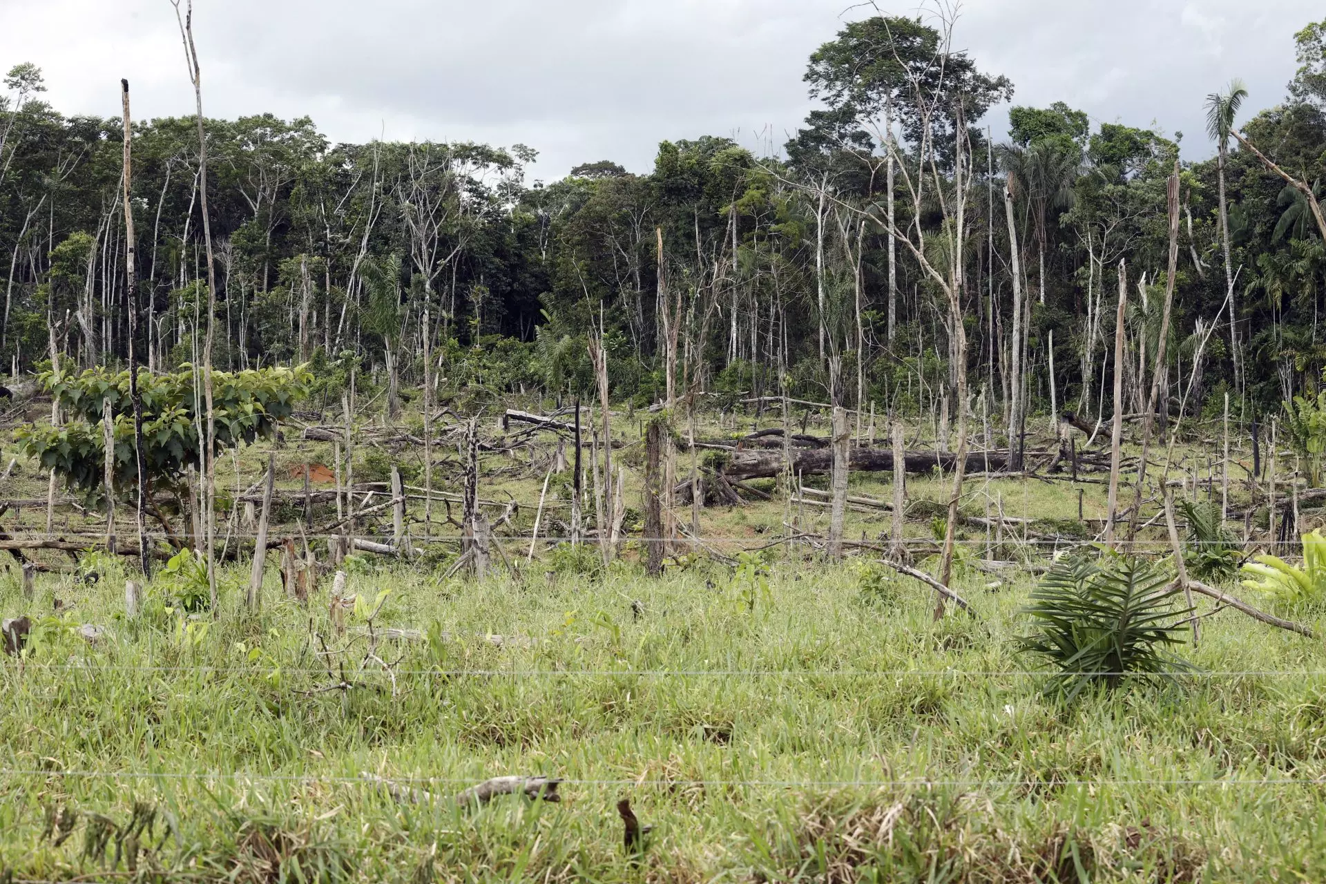 La pérdida global de bosques: Un análisis de la deforestación entre 1990 y 2020