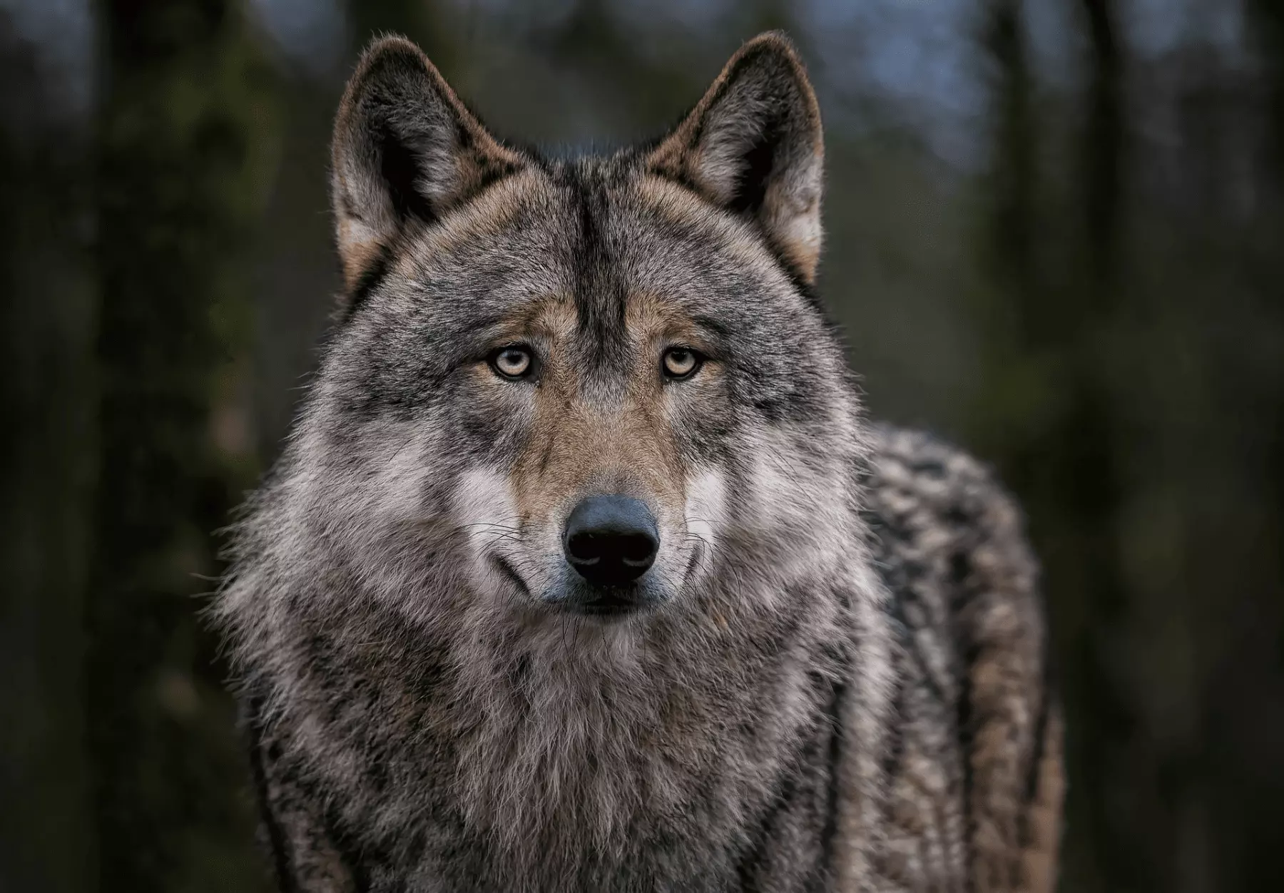 La Politización del Lobo Ibérico: Un Conflicto con Graves Repercusiones para su Conservación