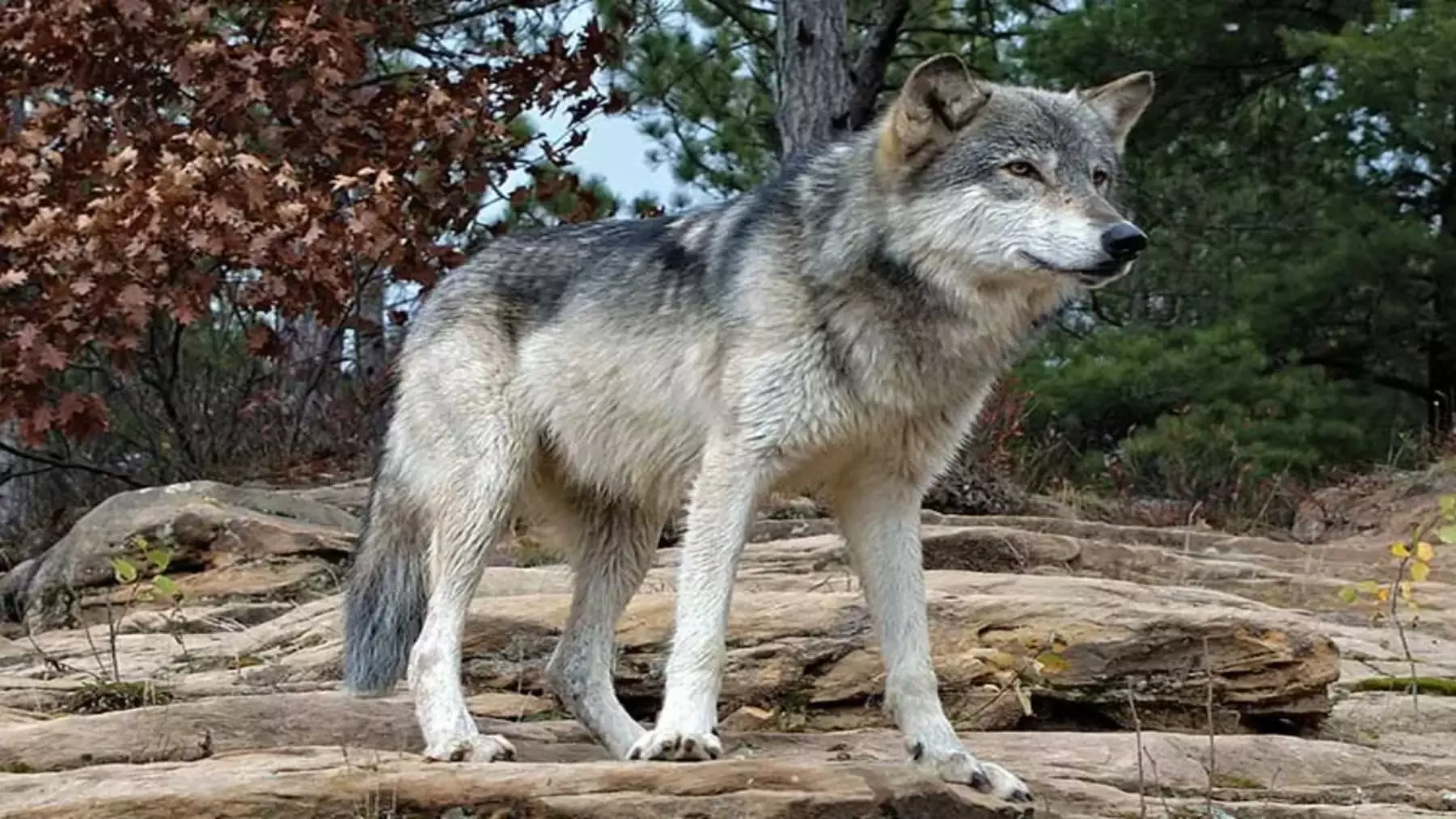 La caza del lobo en España: entre la protección legal y la realidad del campo