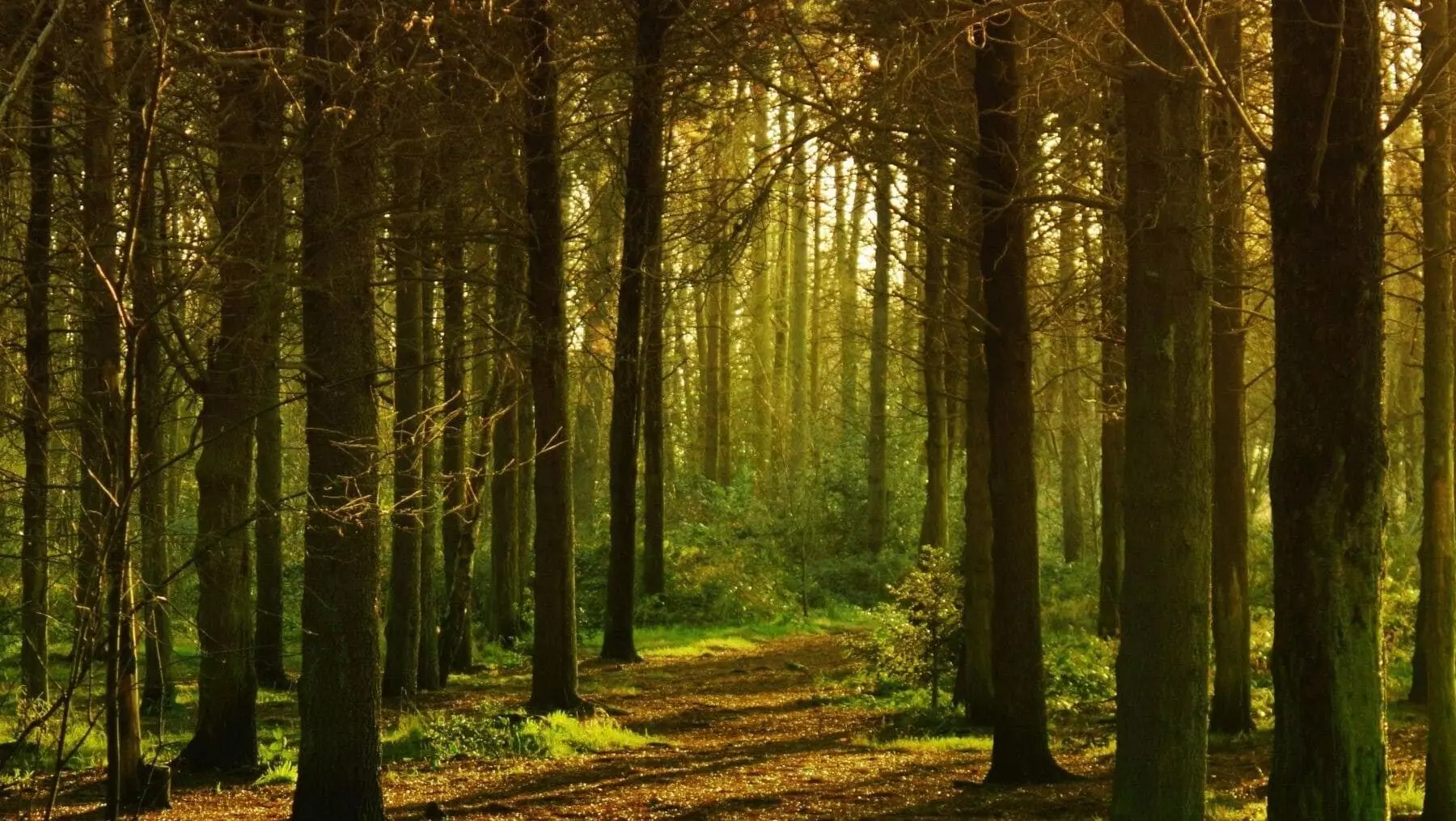 Día Internacional de los Bosques 2026: Ecosistemas Vitales para la Economía Global y la Sostenibilidad