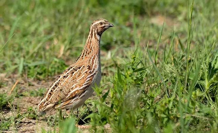 Debate Crítico: El Futuro de la Caza de Codorniz Común en Europa