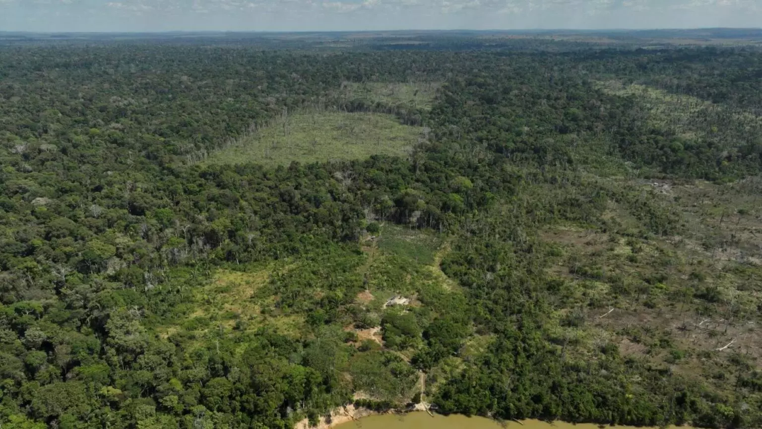 La Deforestación Global: Una Amenaza para el Clima y la Biodiversidad Concentrada en Cinco Países