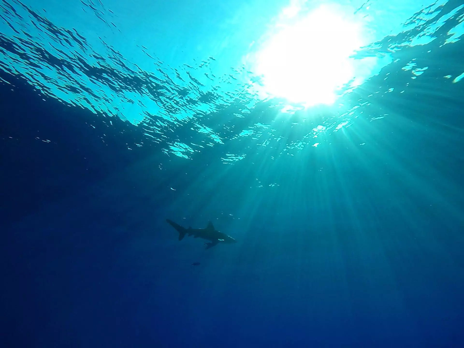 Descubrimiento Asombroso: Tiburones en Bahamas Contaminados con Sustancias Ilícitas y Fármacos