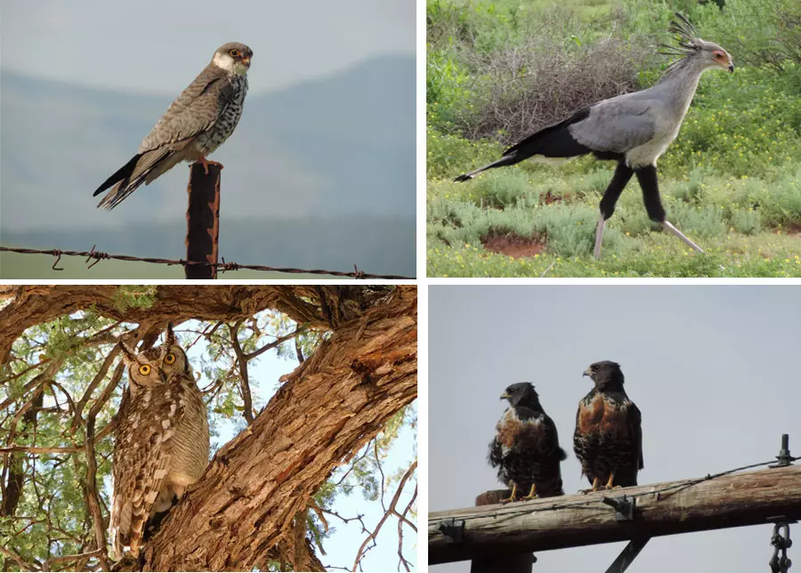 Alarmante Disminución de Aves Rapaces y Grandes Aves en África