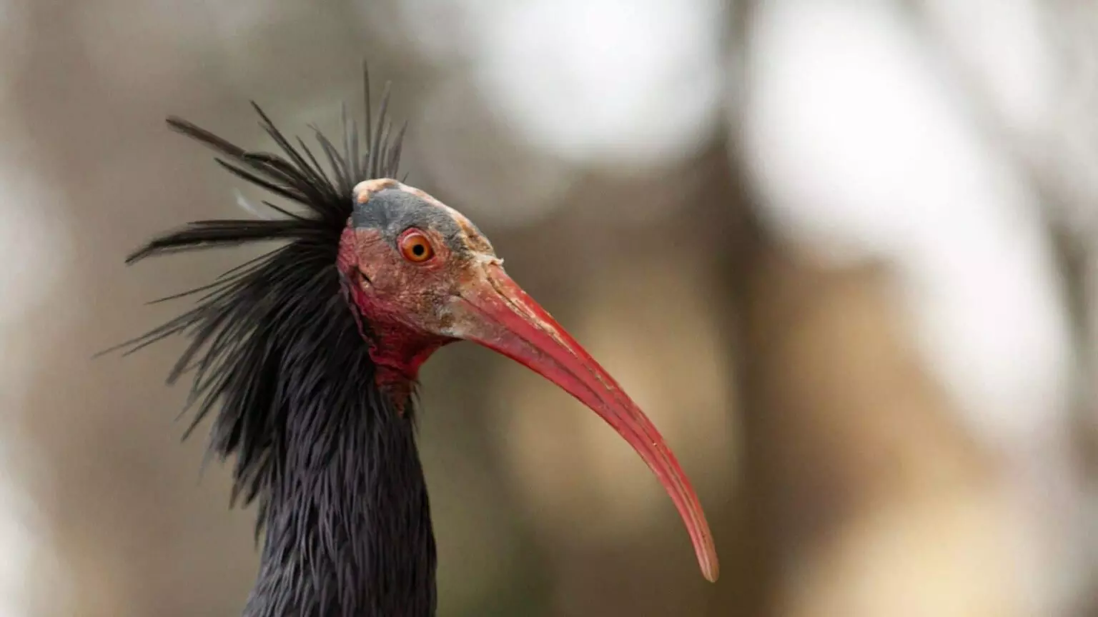 El Ibis Eremita Regresa al Empordà Después de Cuatro Siglos: Un Éxito en la Conservación