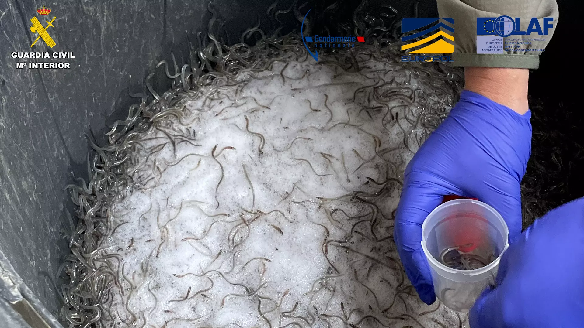 Desarticulada red internacional de tráfico de angulas entre España y Francia