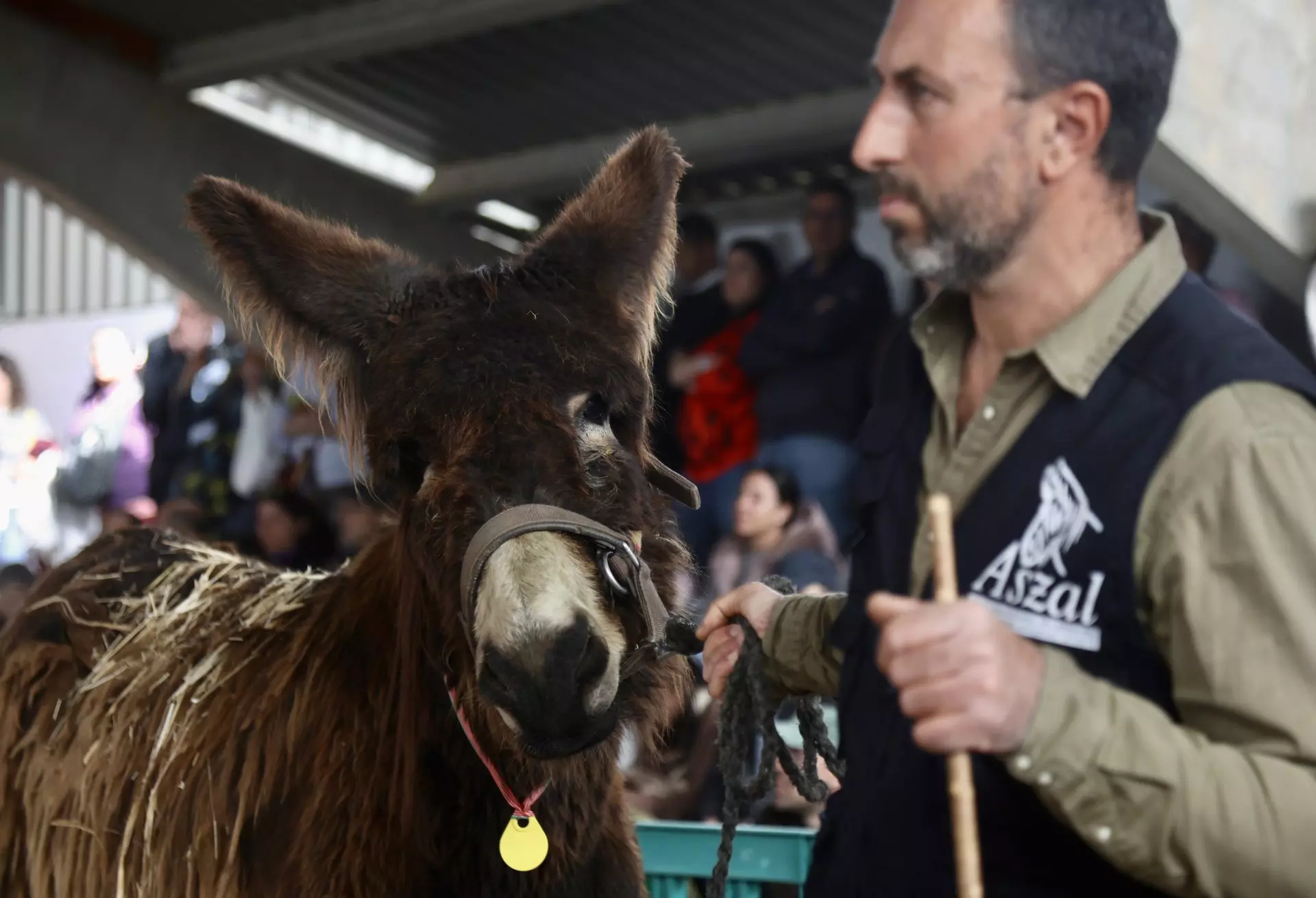 Nuevas Aplicaciones del Burro Zamorano-Leonés: De Protector Ganadero a Guardabosques
