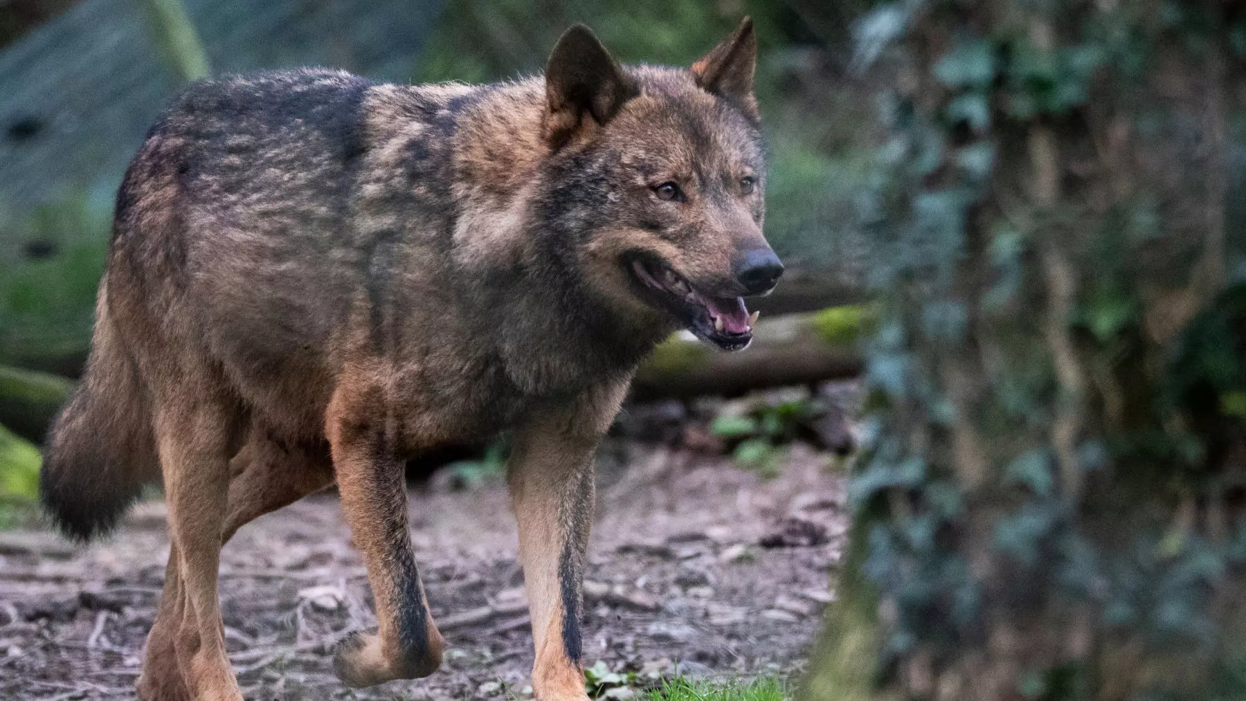La Reaparición del Lobo Ibérico en Andalucía: Una Prueba de Esperanza