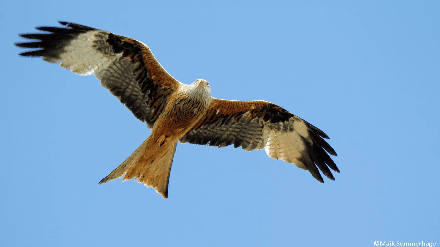 Aumento Alarmante de Rescates de Fauna en Navarra: Un Reflejo de la Presión Humana sobre la Naturaleza