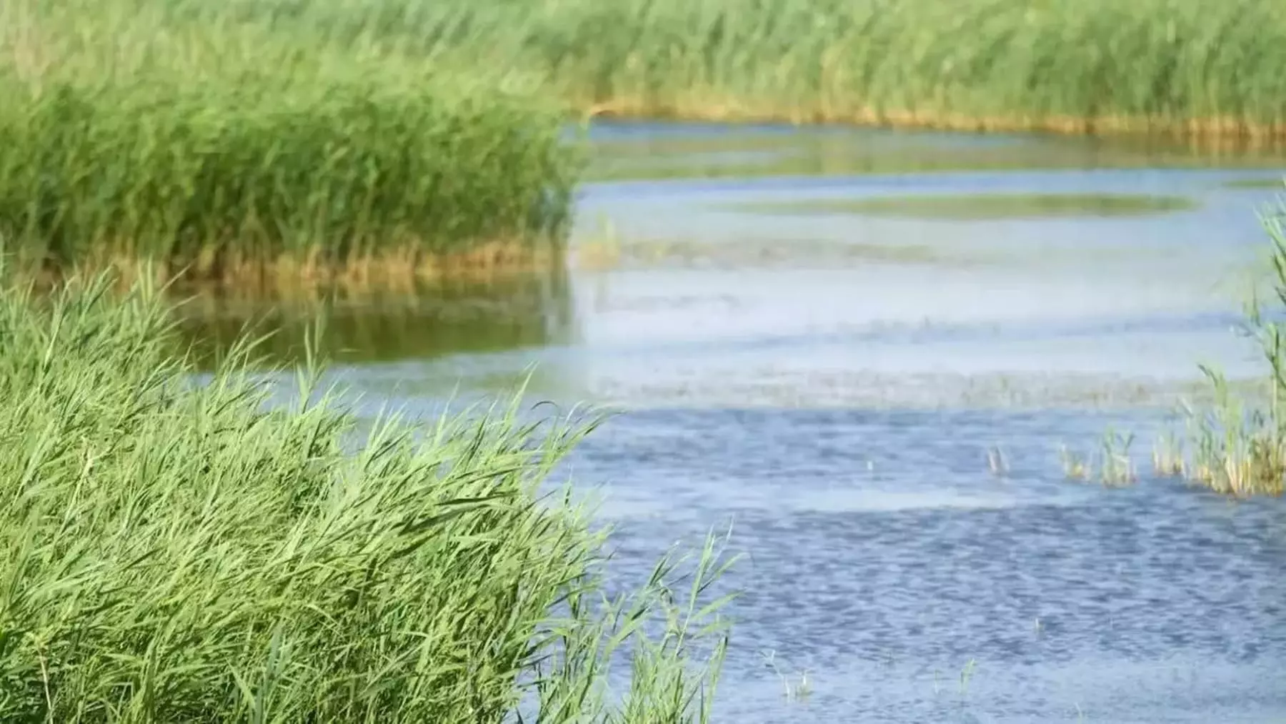 Restauración Vital en Sierra Escalona: La Erradicación de Especies Invasoras Impulsa la Biodiversidad y Reactiva Hábitats Protegidos