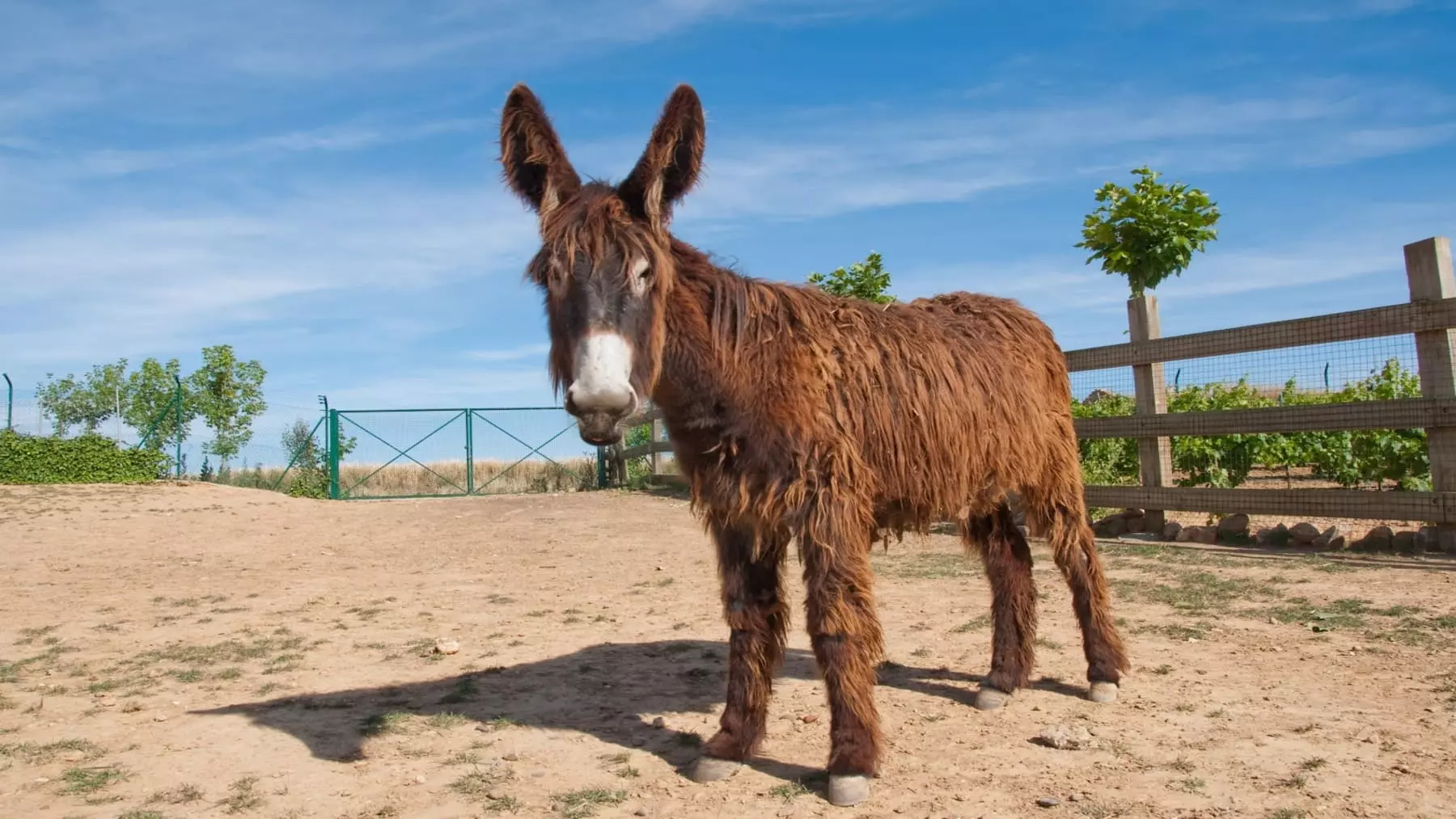 La Resurrección del Burro Zamorano-Leonés: Tradición e Innovación en el Corazón Rural de España