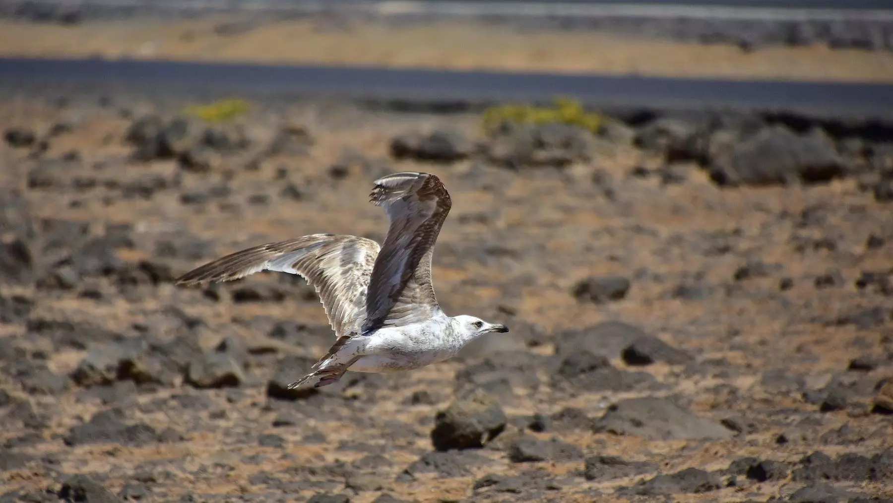 Fuerteventura: Un Vistazo a la Vanguardia en Restauración Ambiental y Preservación de la Biodiversidad