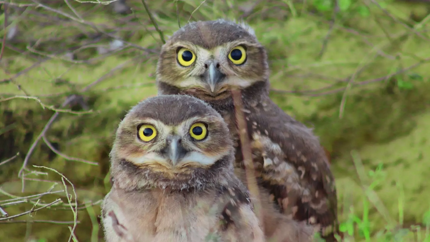El Regreso Triunfal: Buhos de Madriguera Vuelven a Casa en Miami Tras Una Inesperada Aventura Española