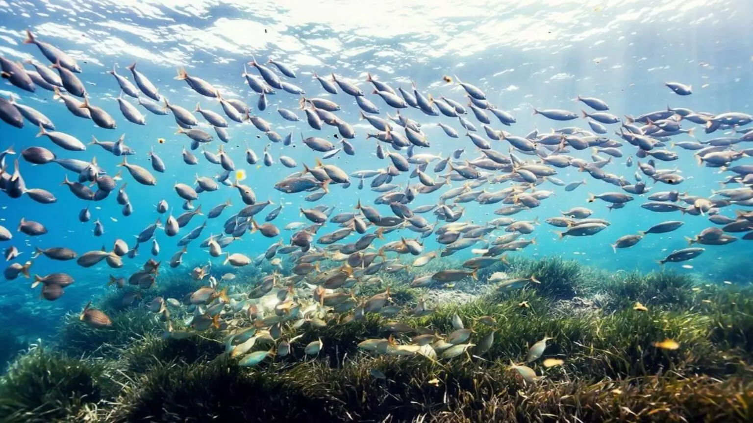 La ONU Debate el Futuro de la Protección Oceánica Global